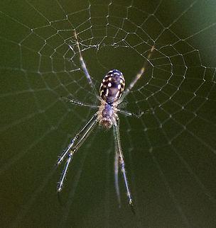 Leucage sp. - Long jawed orbweaver  Australia,Geotagged,Humped silver orb spider,Leucage granulata,Leucauge dromedaria,Leucauge granulata,Winter