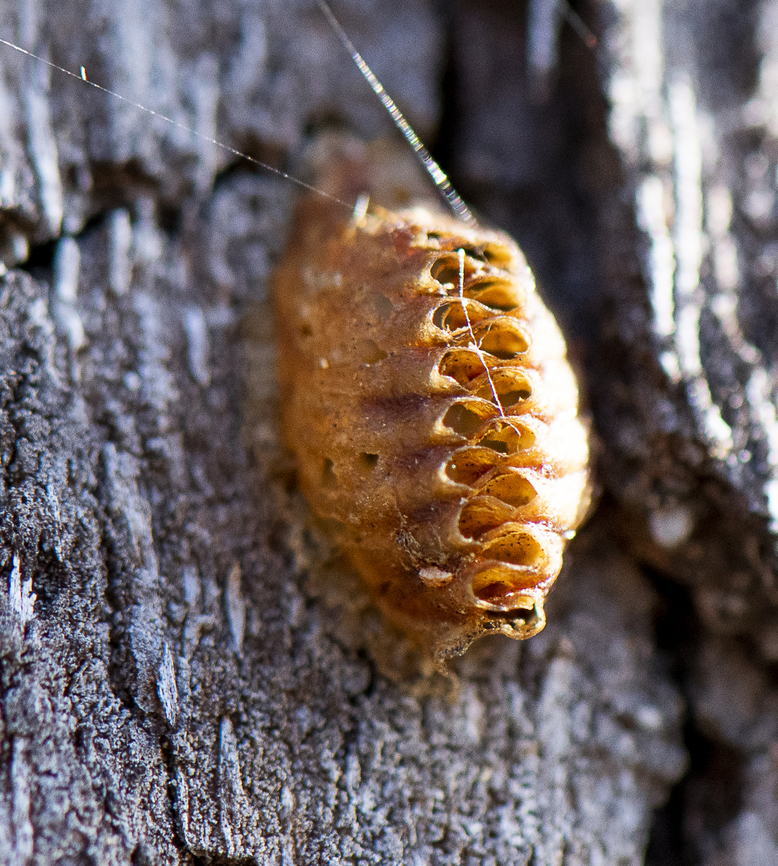 Orthodera novaezealandiaes ootheca (egg case), NZ Praying Mantis  Australia,Geotagged,Orthodera novaezealandiae,Orthodera novaezealandiaes,Winter