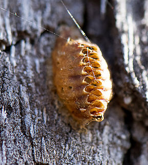 Orthodera novaezealandiaes ootheca (egg case), NZ Praying Mantis  Australia,Geotagged,Orthodera novaezealandiae,Orthodera novaezealandiaes,Winter