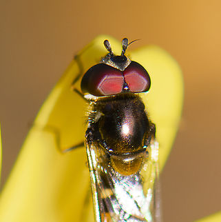 Common hoverfly head  Australia,Common Halfband,Geotagged,Melangyna viridiceps,Winter