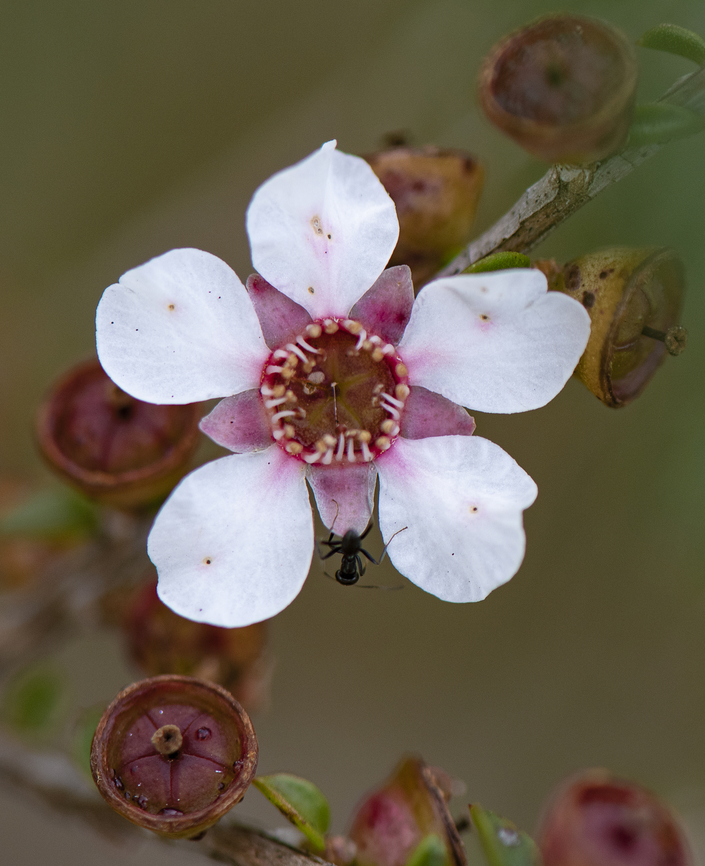 Leptospermum scoparium  Australia,Geotagged,Leptospermum scoparium,Mānuka,Winter