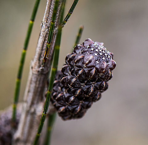 Allocasuarina distyla  Allocasuarina distyla,Allocasuarina lehmanniana,Allocasuarina nana,Allochrusa versicolor,Australia,Dwarf she oak,Geotagged,Scrub Sheoak,Winter