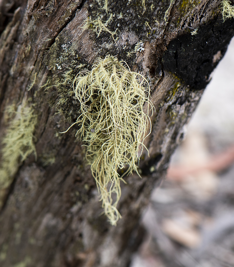 Prickly Beard Lichen - Usnea sp.  Australia,Geotagged,Winter