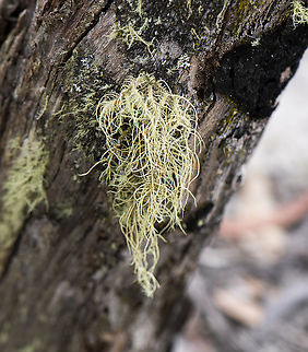 Prickly Beard Lichen - Usnea sp.  Australia,Geotagged,Winter