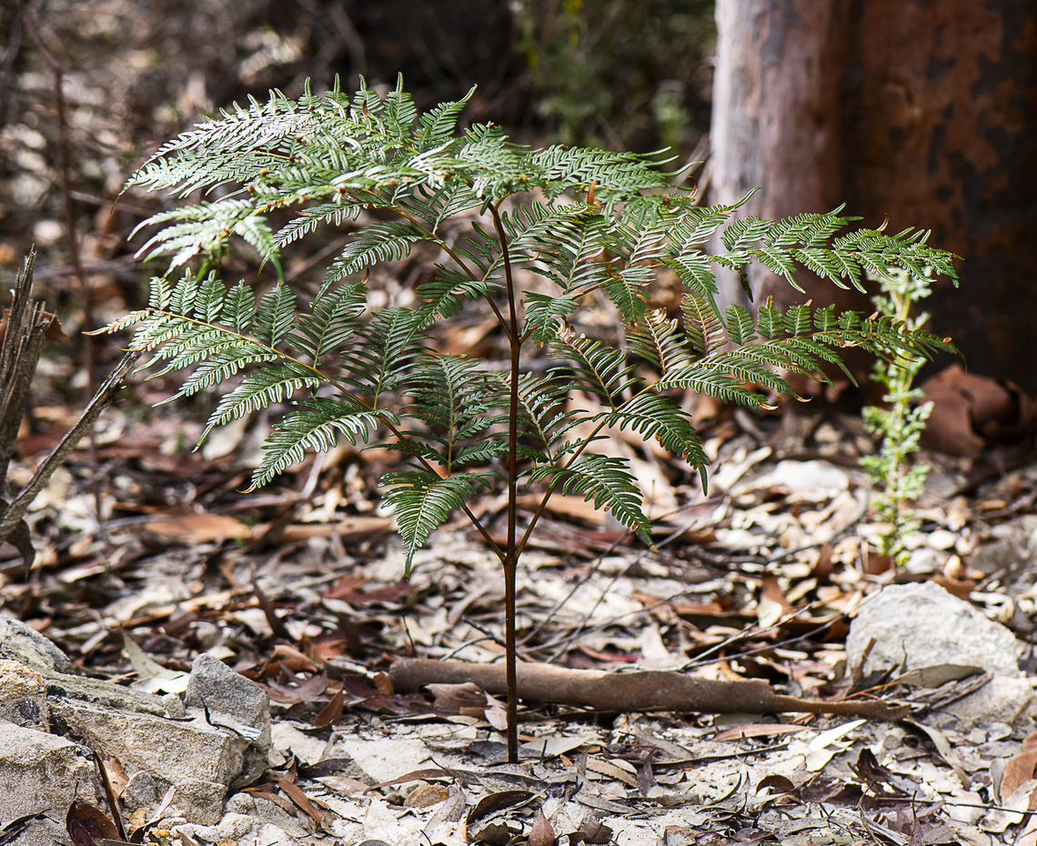 Austral bracken  Australia,Geotagged,Pteridium esculentum,Winter