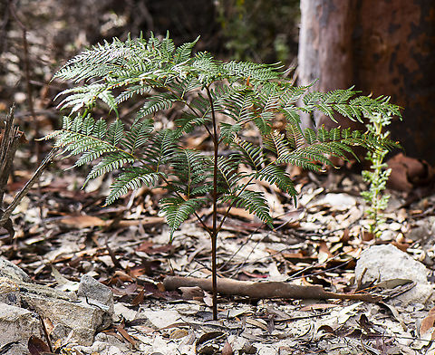 Austral bracken  Australia,Geotagged,Pteridium esculentum,Winter