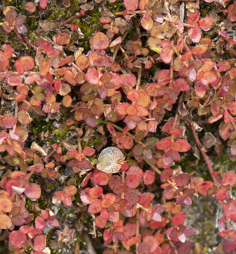 Creeping raspwort ?  Australia,Geotagged,Gonocarpus micranthus,Winter
