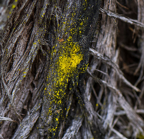 Gold lichen ?  Australia,Chrysothrix candelaris,Geotagged,Mustard powder lichen,Winter