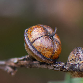 Leptospermum scoparium  Australia,Geotagged,Leptospermum scoparium,Mānuka,Winter