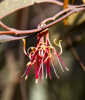 Mistletoe Flower - Amyema pendula  Amyema pendula,Amyema preissii,Australia,Drooping mistletoe,Geotagged,Summer,Winter,Wireleaf Mistletoe