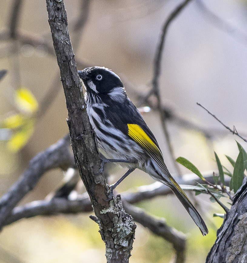 New Holland Honeyeater  Australia,Geotagged,New Holland honeyeater,Phylidonyris novaehollandiae,Winter