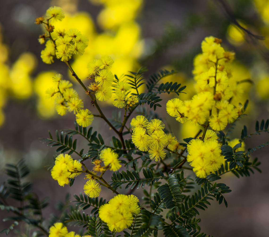 Sunshine Wattle - acacia terminalis  Acacia terminalis,Australia,Geotagged,Sunshine wattle,Winter