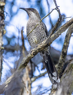 Little Wattle Bird  Anthochaera chrysoptera,Australia,Geotagged,Little wattlebird,Winter
