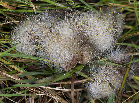 Dung loving fungi  Australia,Geotagged,Winter