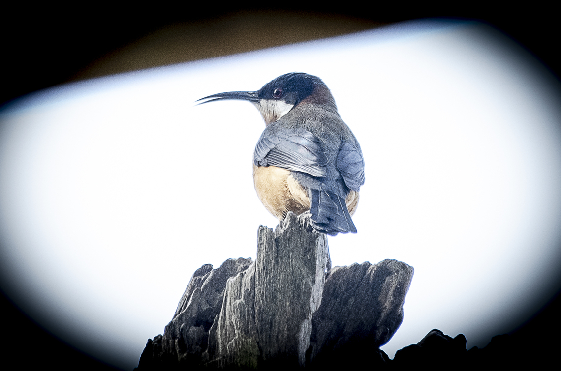 Eastern Spinebill  Acanthorhynchus tenuirostris,Australia,Eastern spinebill,Geotagged,Winter