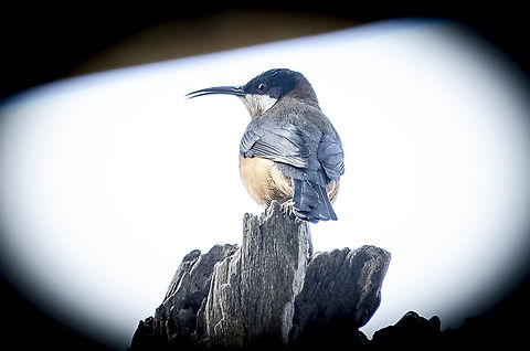 Eastern Spinebill  Acanthorhynchus tenuirostris,Australia,Eastern spinebill,Geotagged,Winter