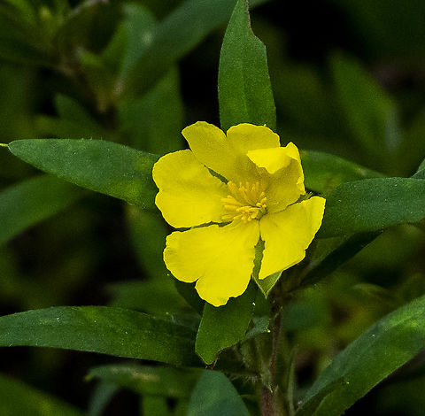 Tall Guinea Flower - Hibbertia saligna  Australia,Geotagged,Hibbertia saligna,Winter