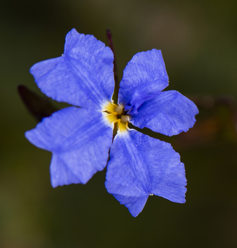 Dampiera stricta  Australia,Blue Dampiera,Dampiera stricta,Geotagged,Shrubby Dampiera,Winter