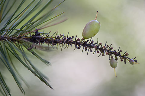 Persoonia pinifolia  Australia,Geotagged,Persoonia pinifolia,Pine-leaved geebung,Winter