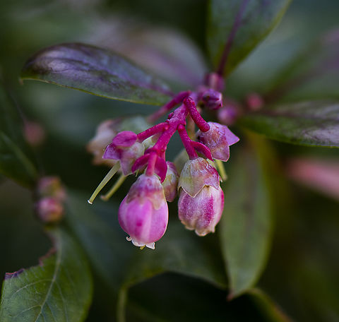 Blueberry  Australia,Blueberry Septoria Blight,Common Blueberry,Geotagged,Septoria albopunctata,Vaccinium myrtilloides,Winter