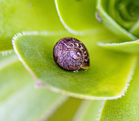Garden snail  Australia,Geotagged,Helix aspersa,Winter