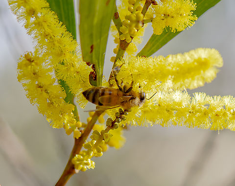 Acacia longifolia getting a close inspection  Acacia longifolia,Australia,Geotagged,Golden Wattle,Winter