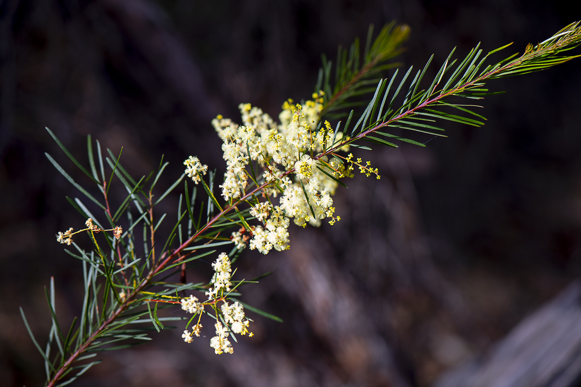 Acacia quadrilateralis  Acacia quadrilateralis,Australia,Geotagged,Winter