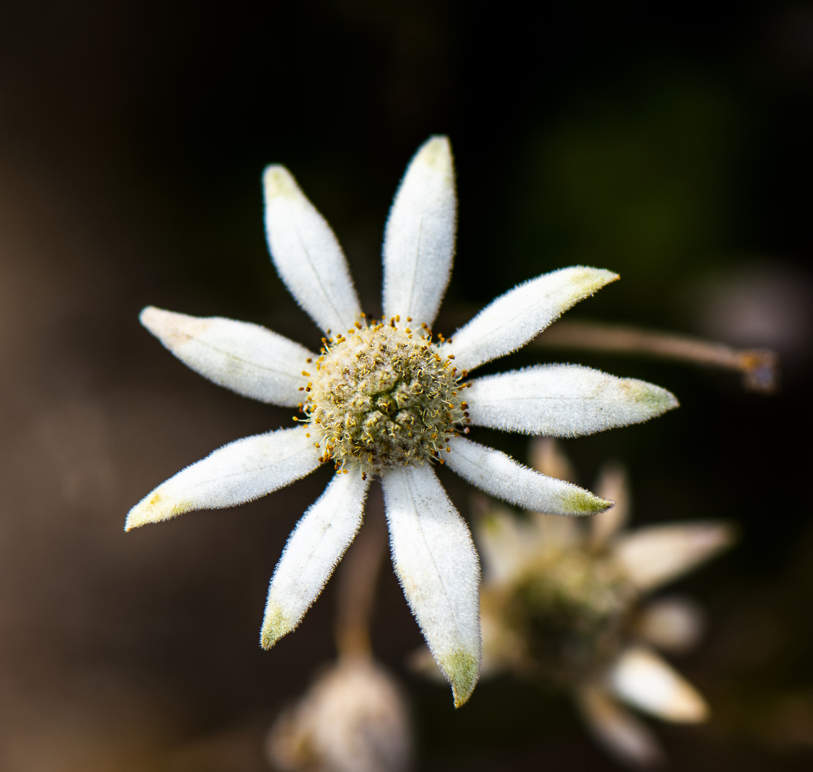 White flannel flower  Actinotus helianthi,Australia,Flannel Flower,Geotagged,Winter