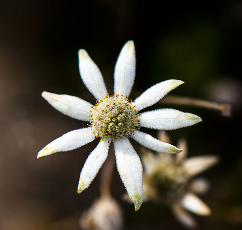 White flannel flower  Actinotus helianthi,Australia,Flannel Flower,Geotagged,Winter