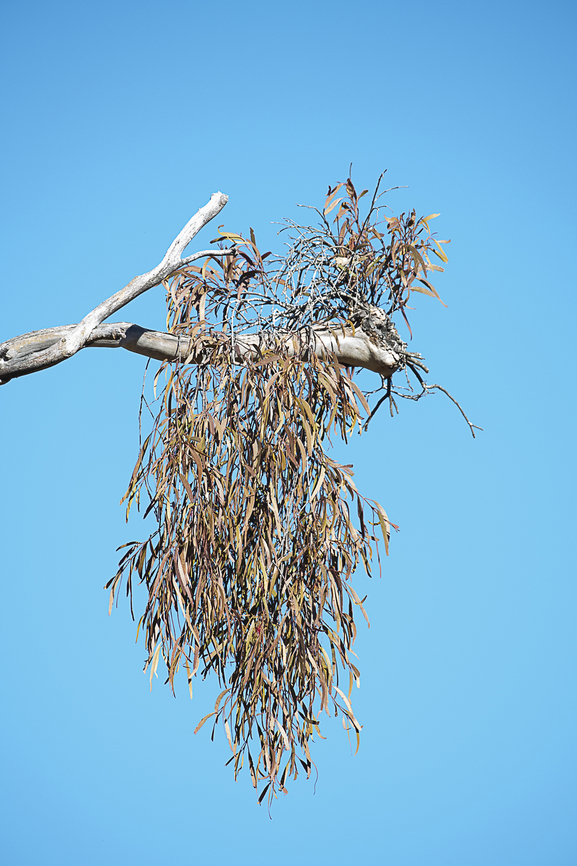 Drooping Mistletoe  Amyema pendula,Australia,Drooping mistletoe,Fall,Geotagged