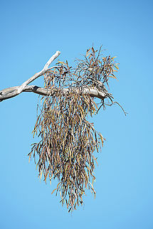 Drooping Mistletoe  Amyema pendula,Australia,Drooping mistletoe,Fall,Geotagged