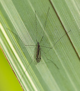 Spotted crane fly  Australia,Geotagged,Spotted Cranefly,Winter