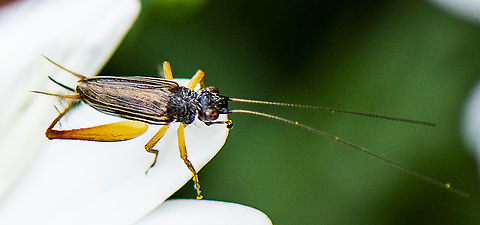 Trigonidium australian