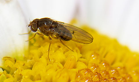Flower fly  Australia,Geotagged,Winter