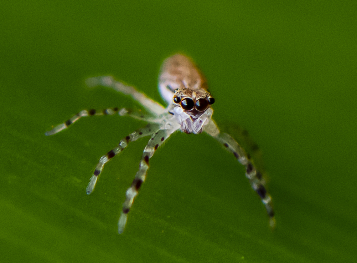Helpis minitabunda - juvenile  Australia,Bronze copper,Geotagged,Helpis minitabunda,Lycaena hyllus,Winter