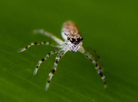 Helpis minitabunda - juvenile  Australia,Bronze copper,Geotagged,Helpis minitabunda,Lycaena hyllus,Winter