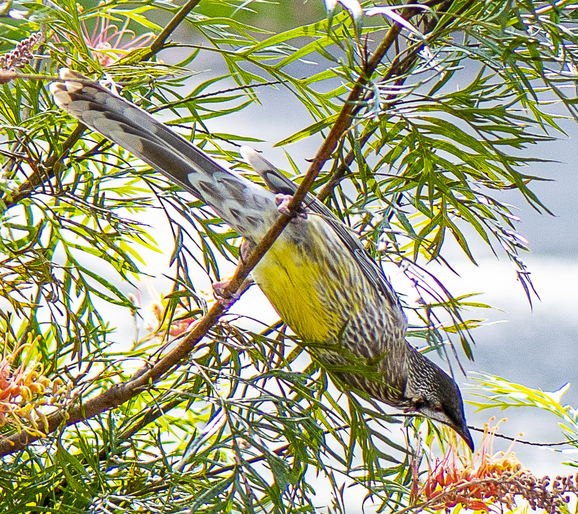 Red wattle bird  Anthochaera carunculata,Australia,Geotagged,Red wattlebird,Winter