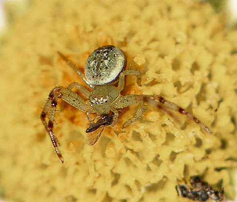 Crab spider and prey - Diaea evanida  Australia,Geotagged,Tharrhalea evanida,Winter