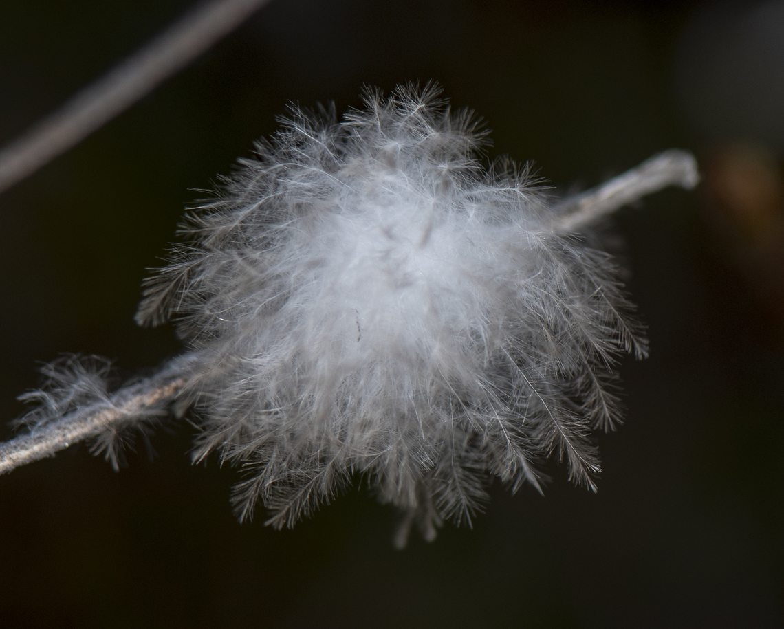 Fluff - woolly aphid ?  Australia,Geotagged,Winter