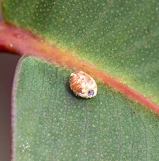 Encased - Felt scale - Eriococcus sp.  Australia,Geotagged,Winter