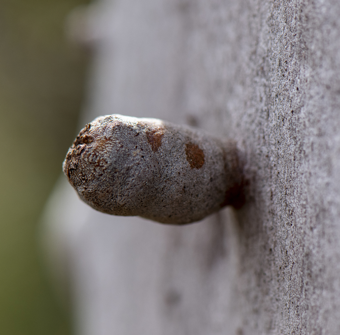 'An arboric fistula'  Australia,Geotagged,Winter