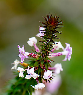 Heath - epacris  Australia,Epacris pulchella,Geotagged,New South Wales Coral Heath,Winter