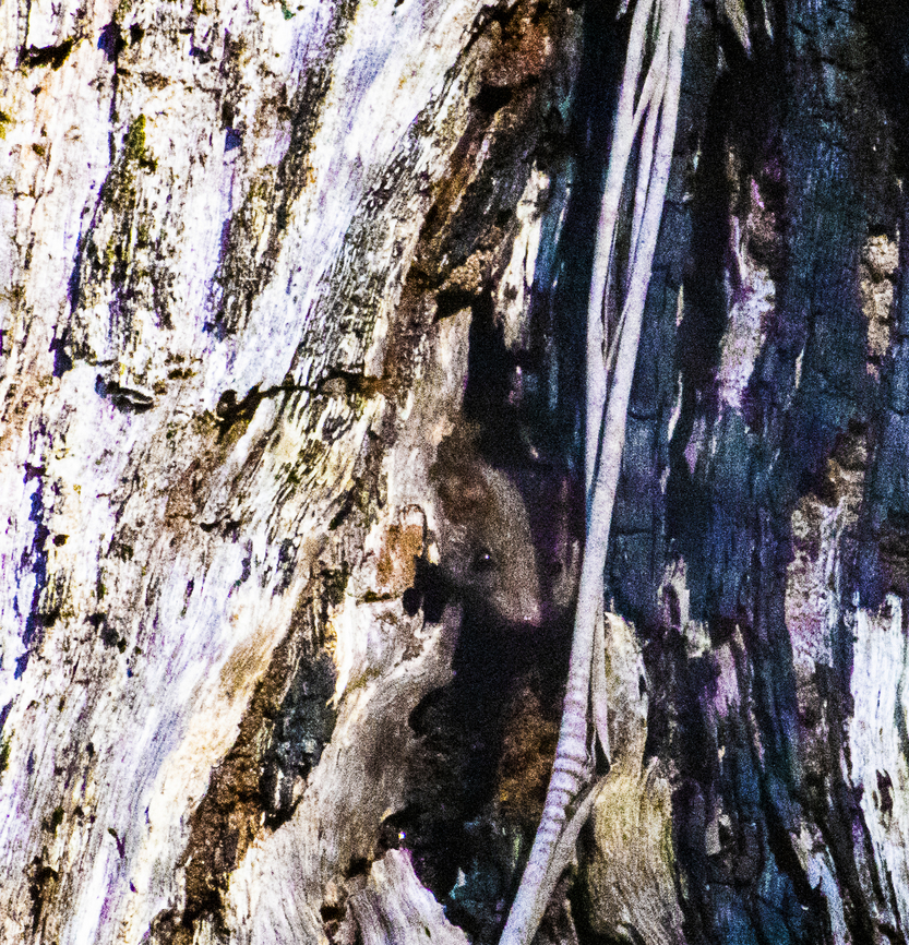 Brown Antechinus This little marsupial ran up a tree before I could get a photo. Playing peek a boo.<br />
<br />
Small native carnivorous marsupial, greyish-brown above and paler below. Long pointed head with bulging eyes and four pairs of small sharp incisor teeth. Ears are large, thin and crinkly with a notch in the margin. Tail is the same length as the body or shorter and is sparsely haired. It weighs up 71 grams. Antechinus stuartii,Australia,Brown antechinus,Fall,Geotagged