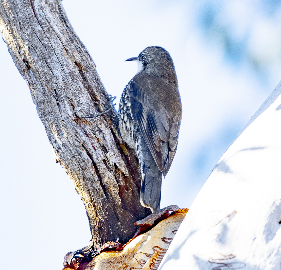White-throated tree creeper  Australia,Cormobates leucophaea,Fall,Geotagged,White-throated treecreeper