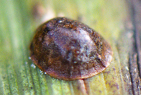 Helmet - Scale  Australia,Geotagged,Summer,Winter