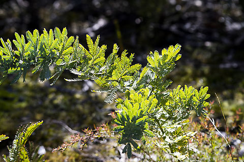 Cootamundra wattle  Acacia baileyana,Australia,Cootamundra wattle,Geotagged,Winter