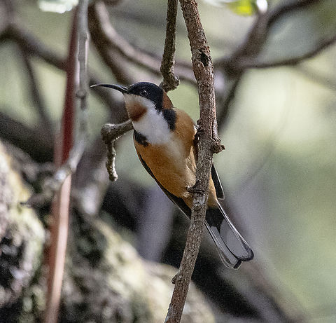 Eastern spinebill  Acanthorhynchus tenuirostris,Australia,Eastern spinebill,Geotagged,Winter