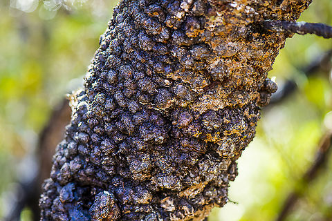 Banksia serrata bark The bark of old man banksia is very rough, very thick, warty and grey to brown in colour. If it were an animal I believe it would be a crocodile - a dinosaur amongst us. Australia,Banksia serrata,Geotagged,Saw banksia,Winter
