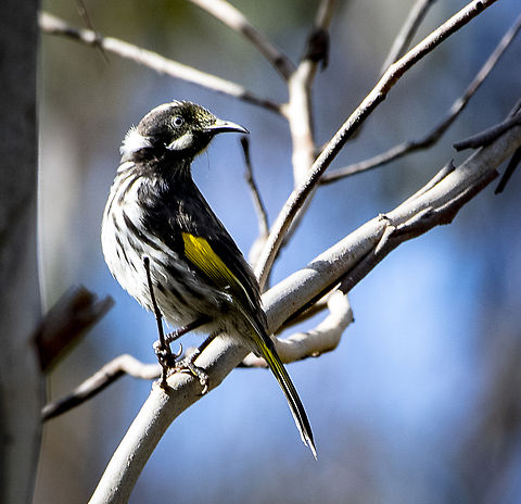 Sunlit New holland honeyeater  Australia,Geotagged,New Holland honeyeater,Phylidonyris novaehollandiae,Winter
