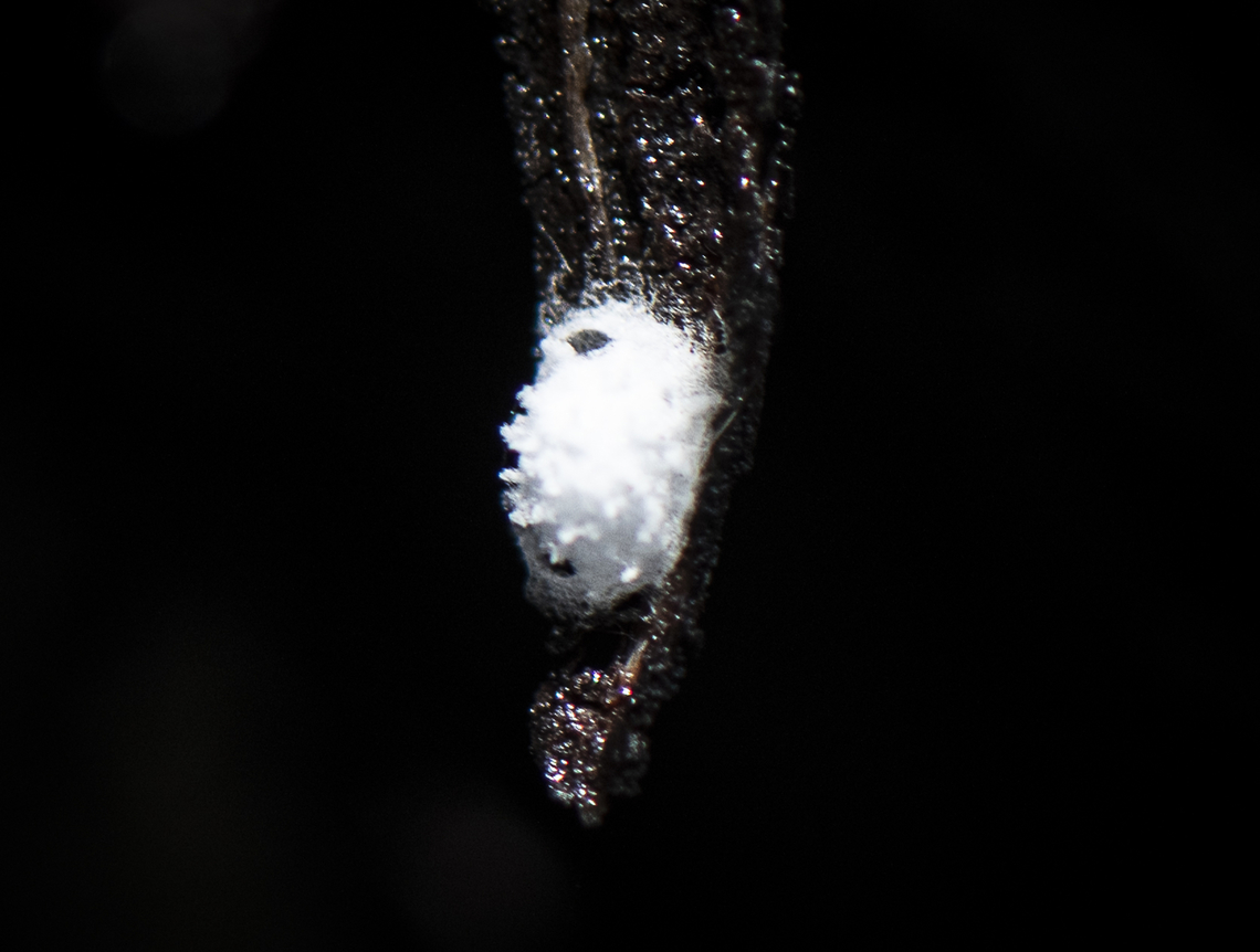 Woolly aphid?  Australia,Geotagged,Winter